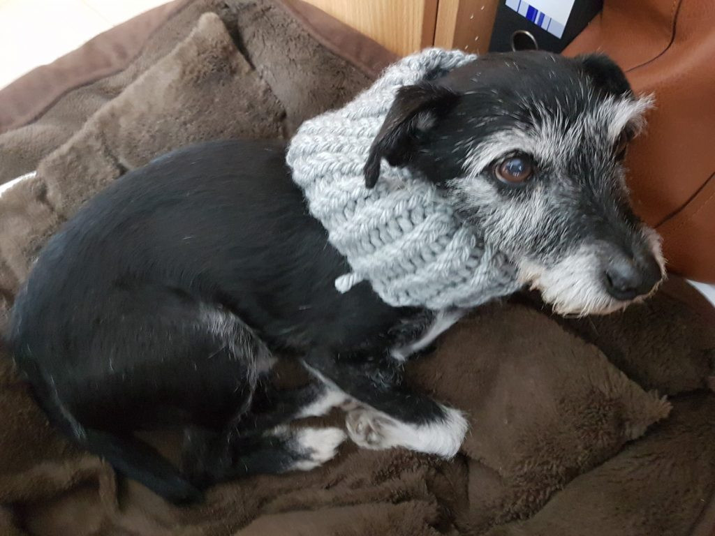 Patch the dog in his new cowl Patch the dog in his new cowl