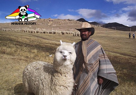 alpaca