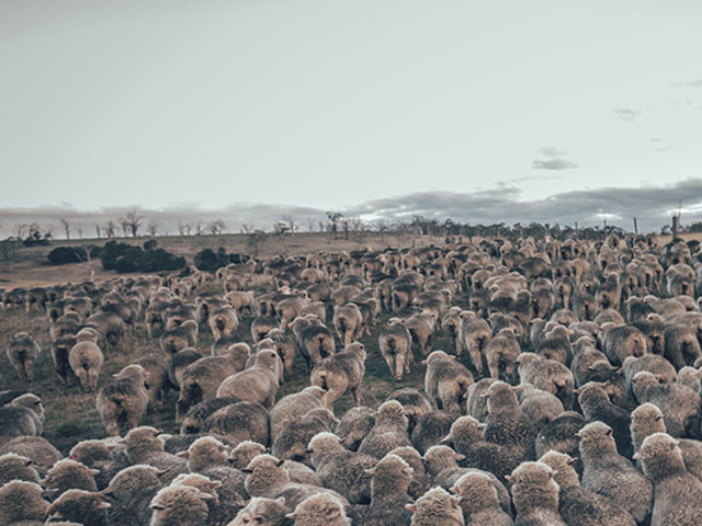 merino sheep wool