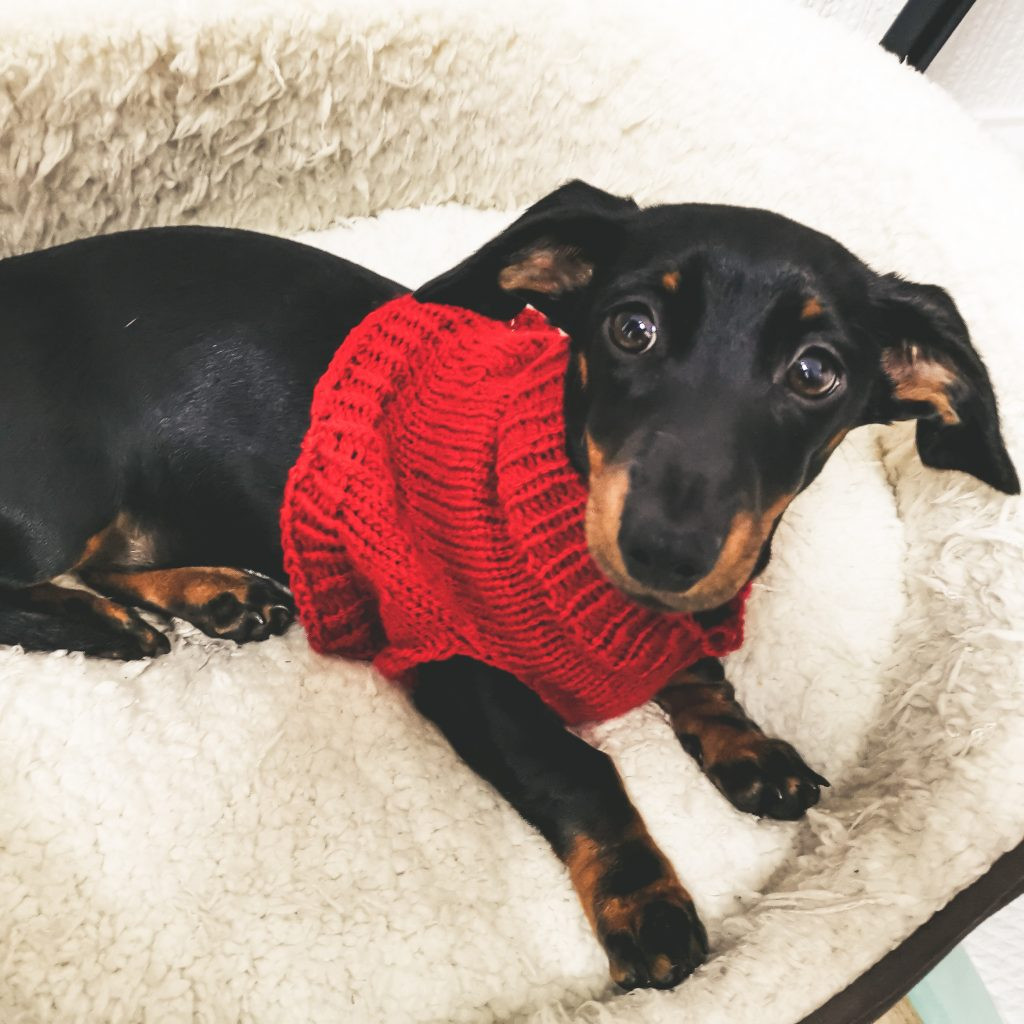 Lola in her jumper